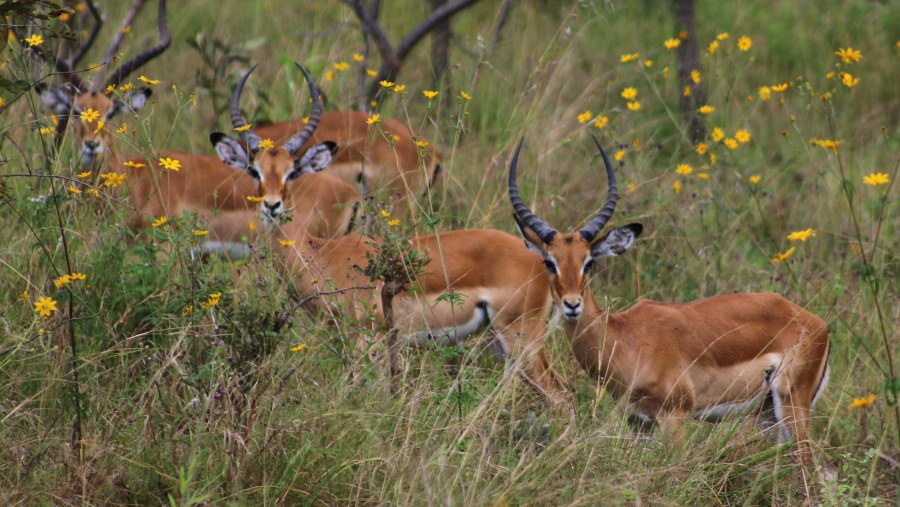 Akagera National Park, Rwanda