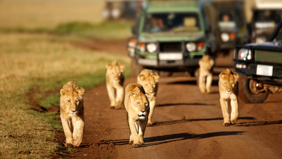 Lions in the crater