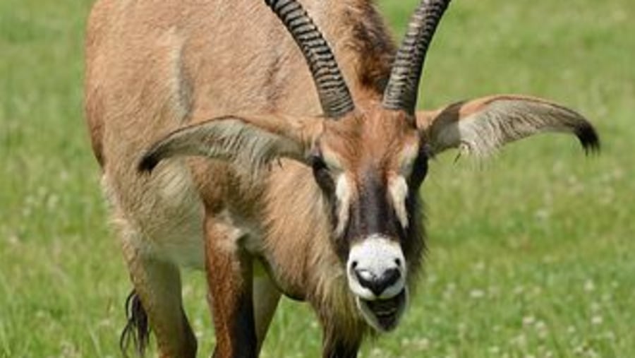 Roan antelope in Ruma National Park