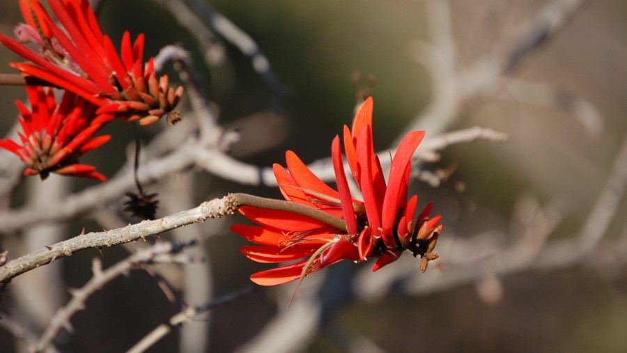 Native South African Flowers seen on the tour