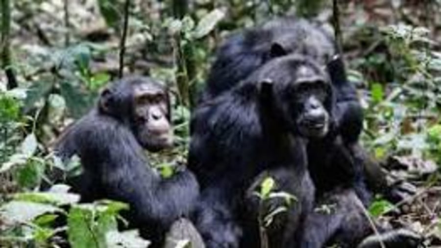 CHIMPANZEE SPOTTED IN KIDEPO