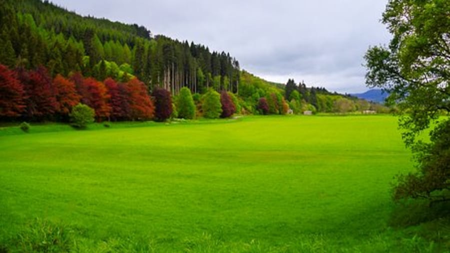 Dunkeld Farm Field