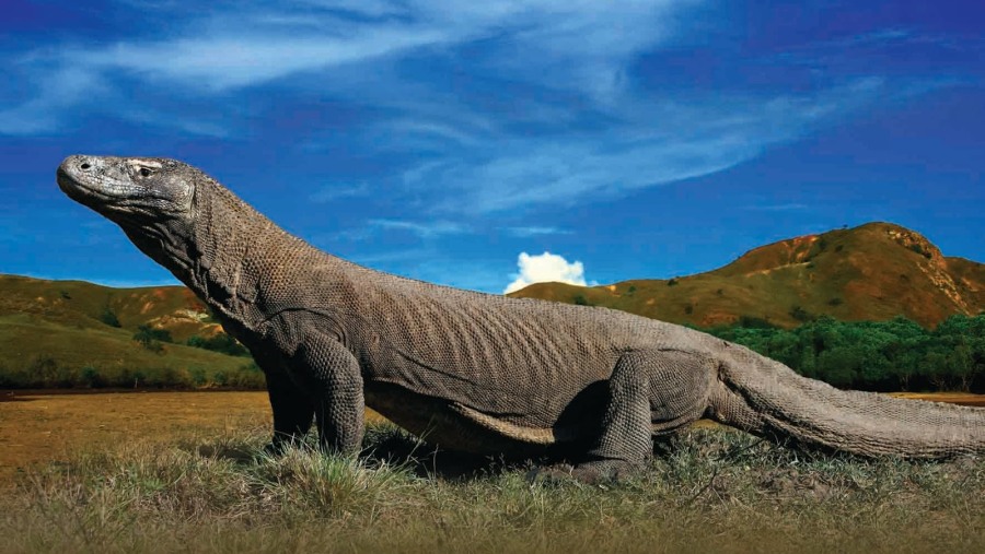 Spot Komodo Dragons at Komodo National Park