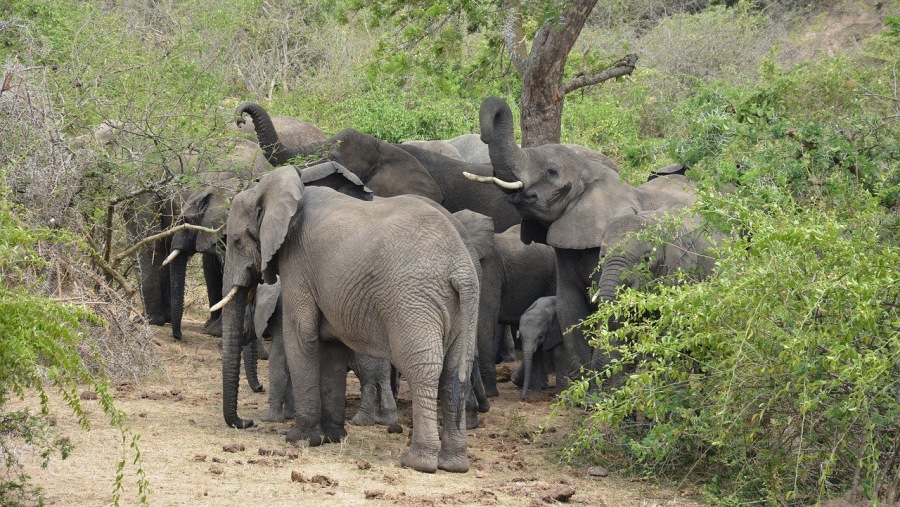 Elephants at Queen Elizabeth National Park