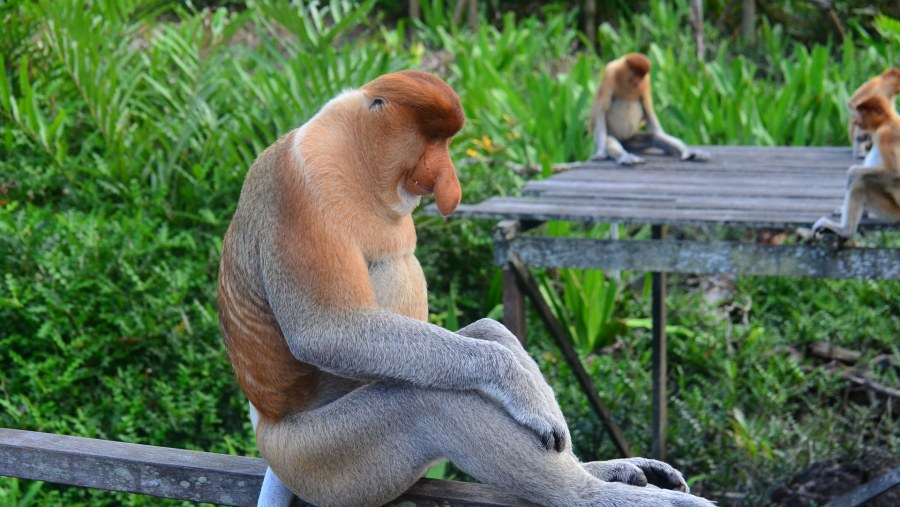 A chance to meet the Proboscis monkey