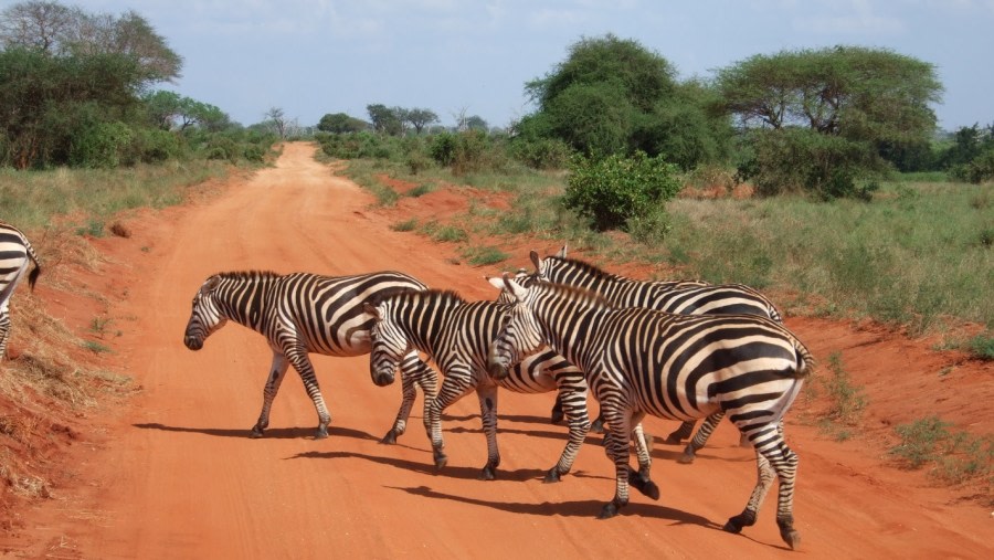 Zebras in Tsavo West