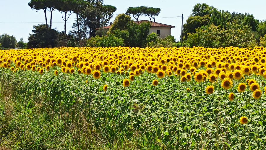 Tuscany Farm