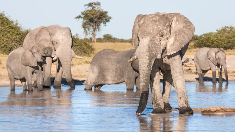 Chobe National Park