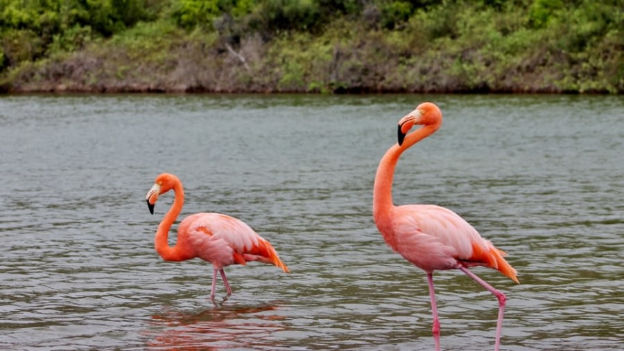 Pink Flamingos at Isabella Island