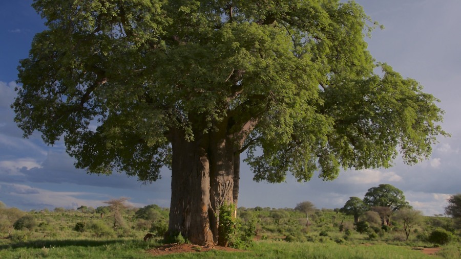 Baobab Trees in Tarangire National Park