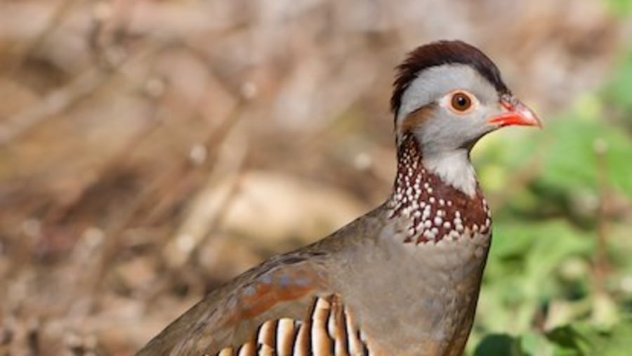 Bird-watching in Oman