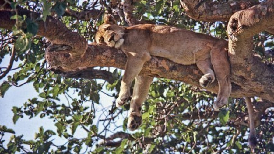 Tree-Climbing Lions of Ishasha
