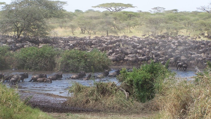 See the Astounding Wildebeests at Seronera River