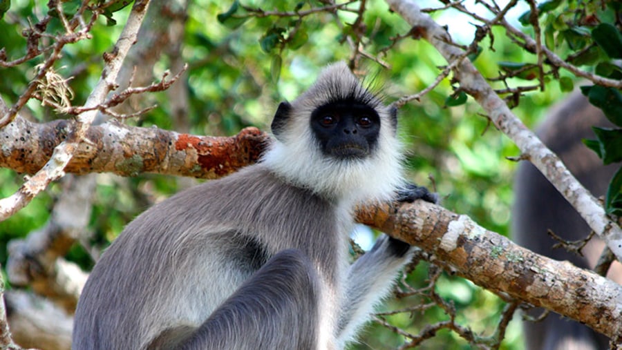 Monkey Camping in Polonnaruwa Ancient Site