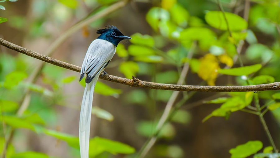 Asian Paradise Flycatcher