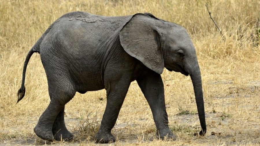 Elephant in Tarangire National Park