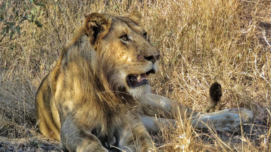 Lion spotted in Mikumi National Park