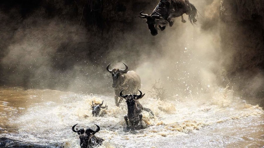 Migrating wildebeests