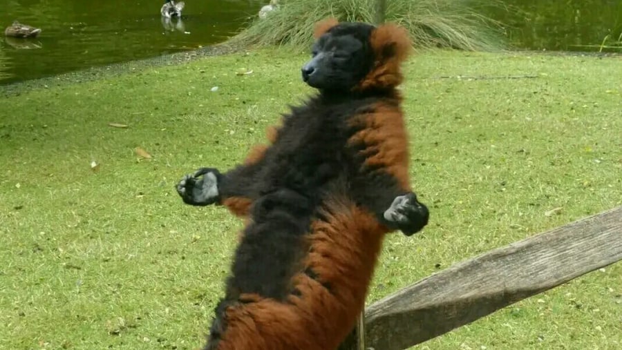 Lemur doing Yoga