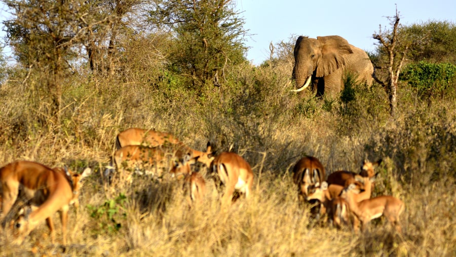 Wildlife at Serengeti