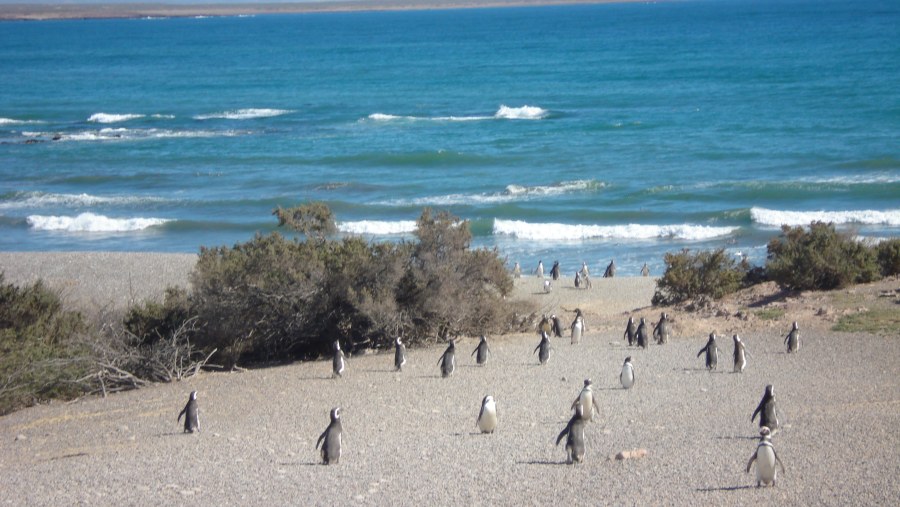Penguins on the beach at Punta Tombo
