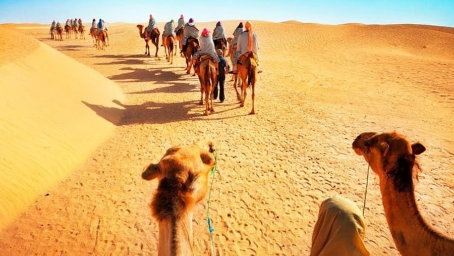 Camel rides in the desert