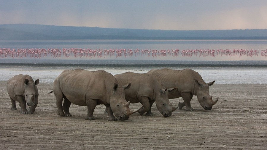 Endangered Rhinos at Lake Nakuru