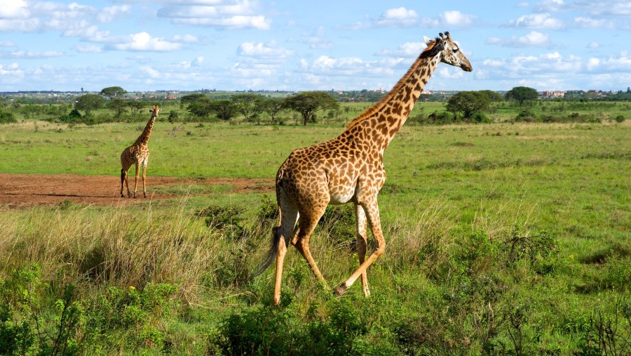 Nairobi National Park