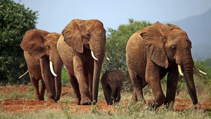 herd of elephants