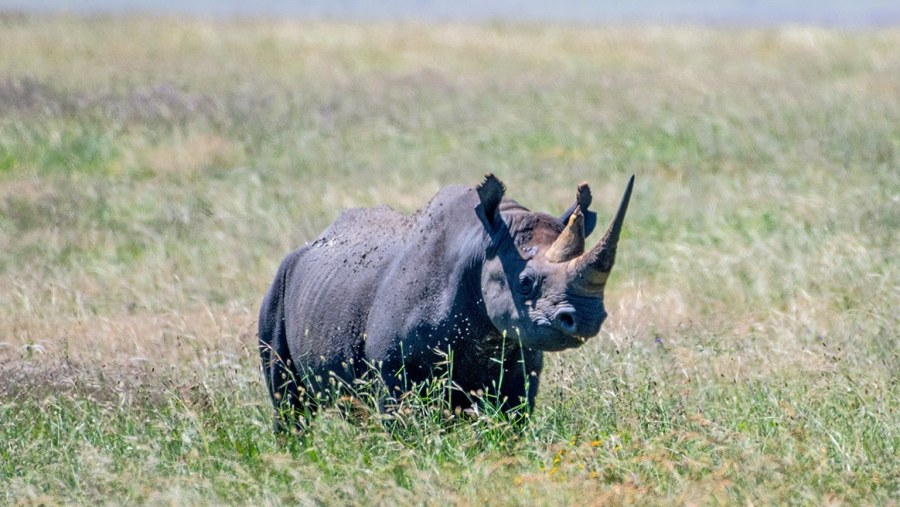 Rhino at Ngorongor Conservation Area