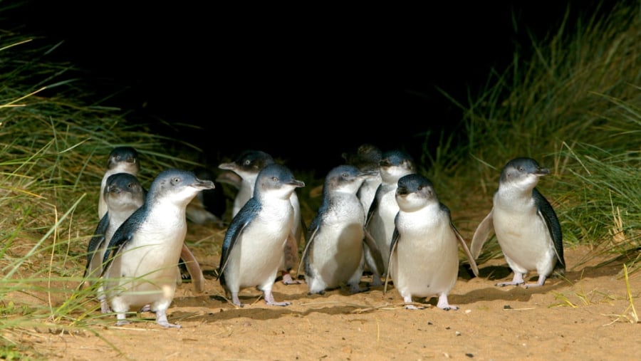 Marvel at the beauty of the Penguin Parade