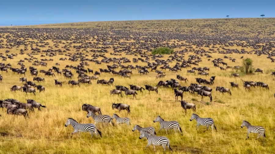 Great migration of zebras & wildebeests at Masai Mara