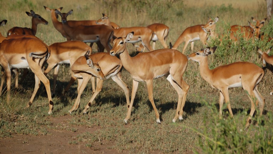 Herd of deers