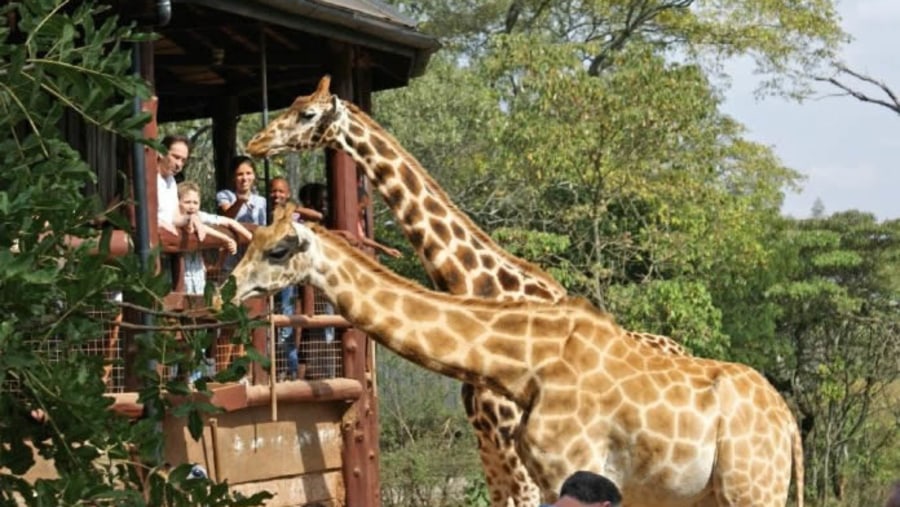 Tourists Feeding Giraffes At Hells Gate National Park