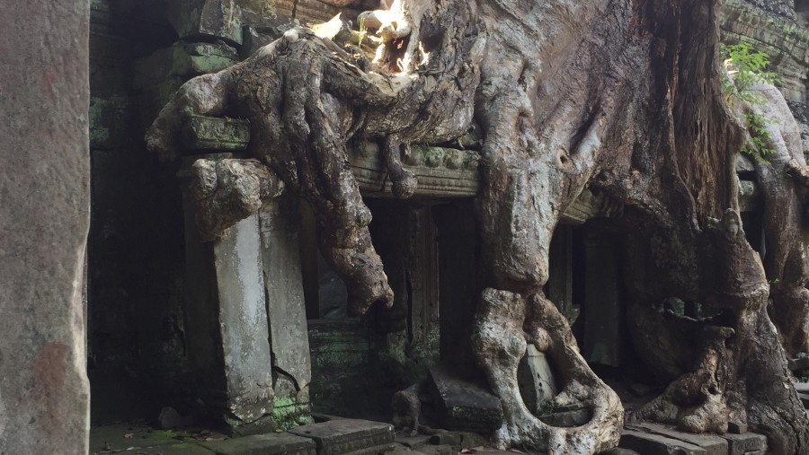 A Tree Growing on the Temple