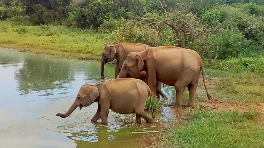 Yala National Park