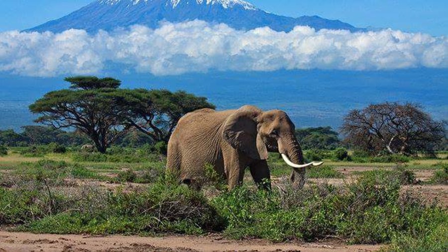 Elephant - Mount Kilimanjaro in the Background