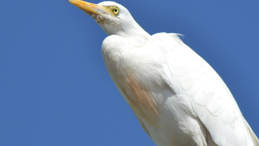 Birds of Rift valleys