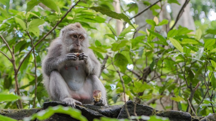 See the Balinese long-tailed Macaque in Indonesia