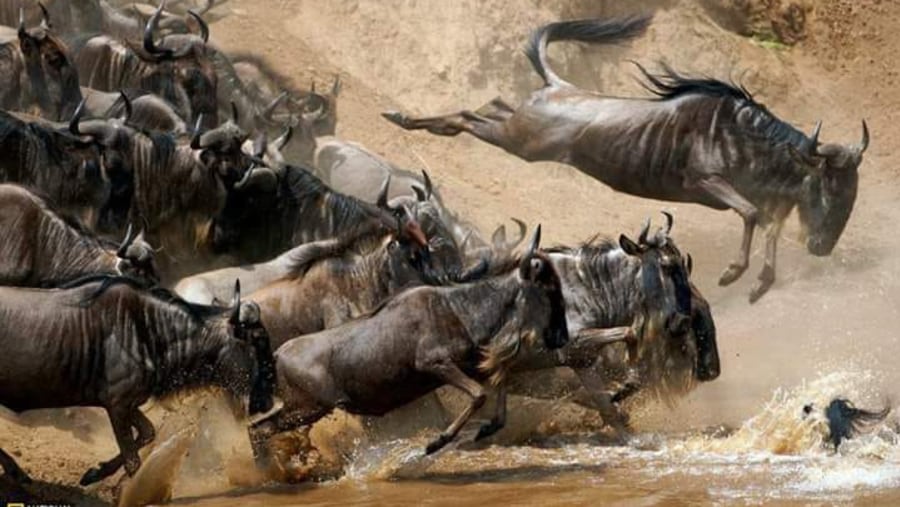 Wildebeest Migration