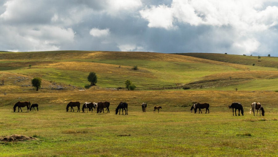 Wild horses in Durmitor