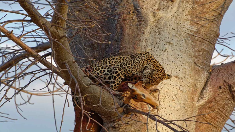 Leopard at Tarangire National Park