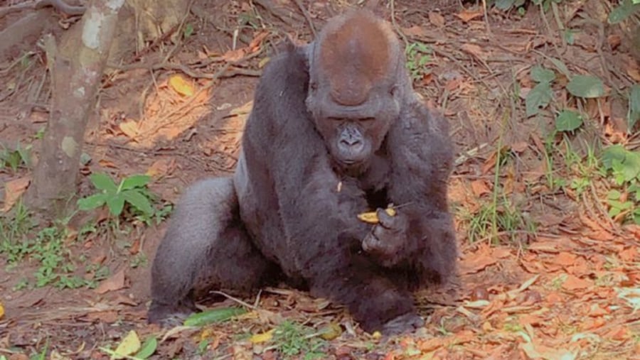 Gorilla in Lesio-Louna Wildlife Reserve