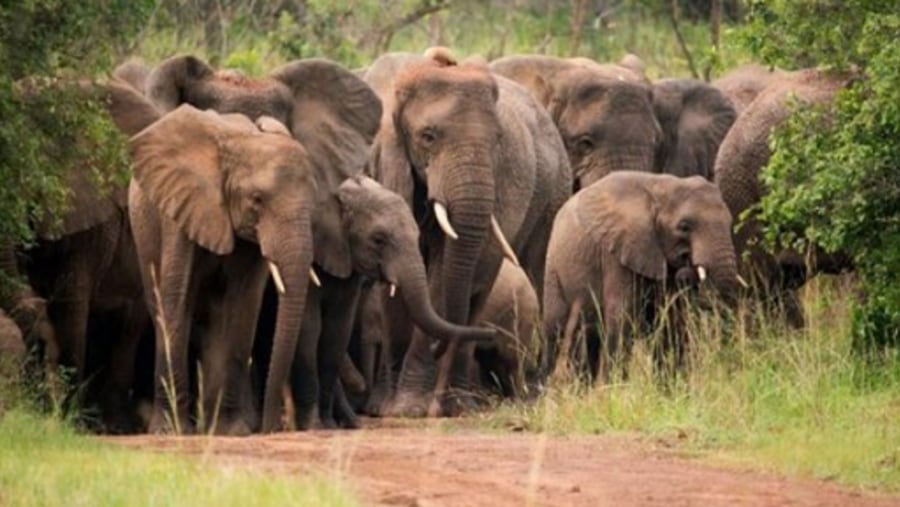 Elephants group in Akagera