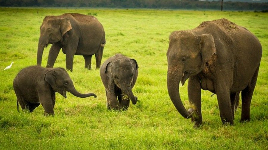 Meet elephants in Minneriya National Park