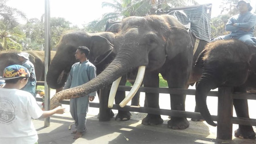 Elephants at Bali Safari And Marine Park