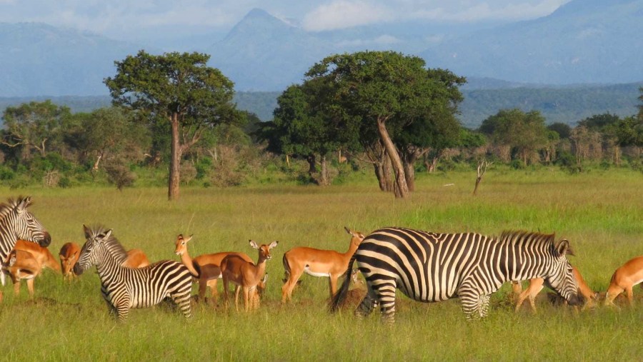 Herds of animals in Mikumi National Park