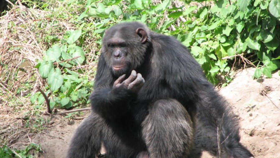 Chimp Sanctuary