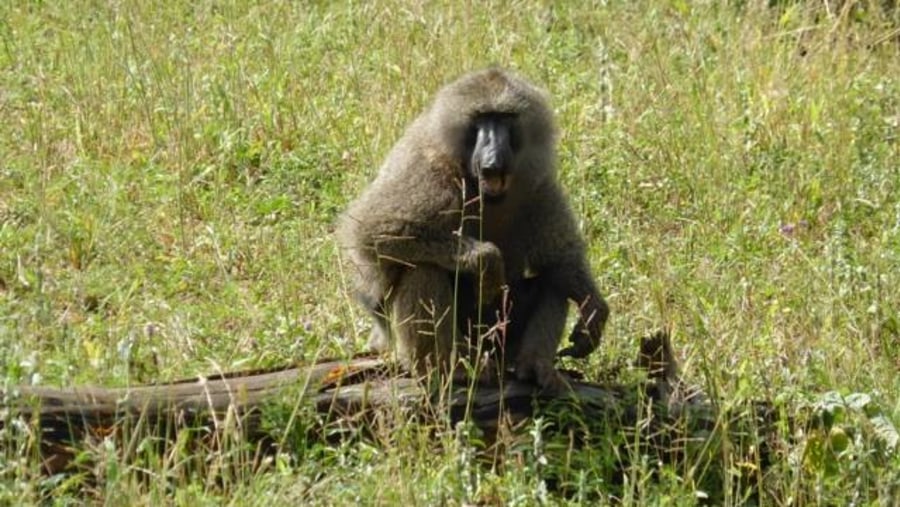 Baboon