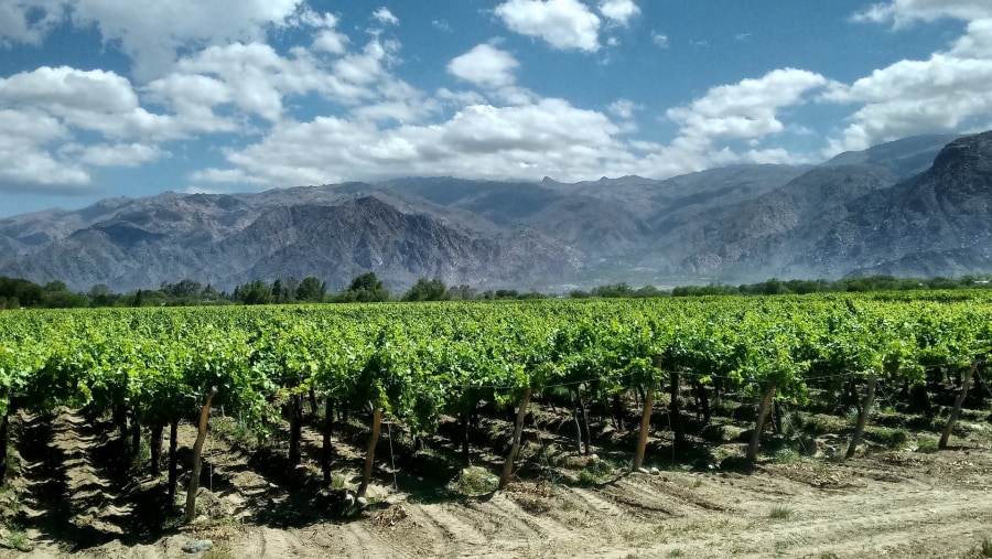 Enjoy panoramic views of the farms and tobacco plantations of the Lerma Valley